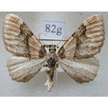 Catarhoe rubidata (Denis & Schiffermüller, 1775) Paśnik czerwieniak Czech82g